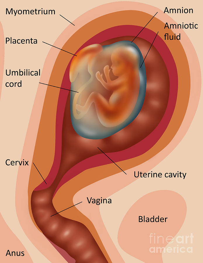 Fetus Illustration Photograph By Gwen Shockey Fine Art America