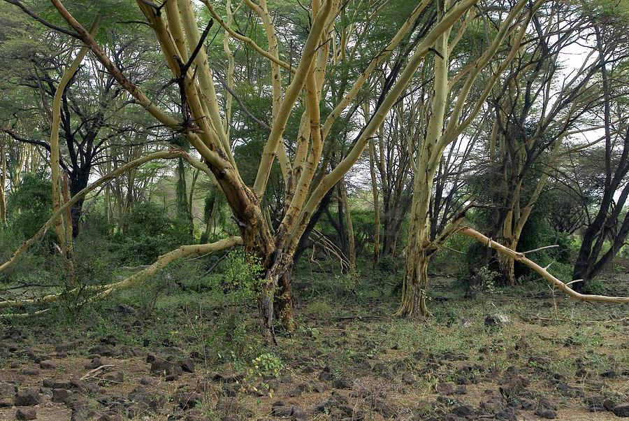 Fever Trees Photograph by Peter Chadwick/science Photo Library Fine Art America