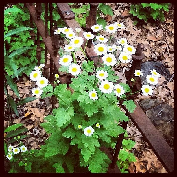 Feverfew And Iron Fence Photograph by Teresa Mucha