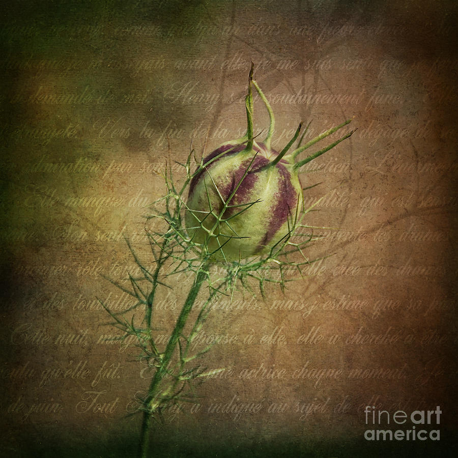 Fey Poppy Magic Photograph by Terry Rowe