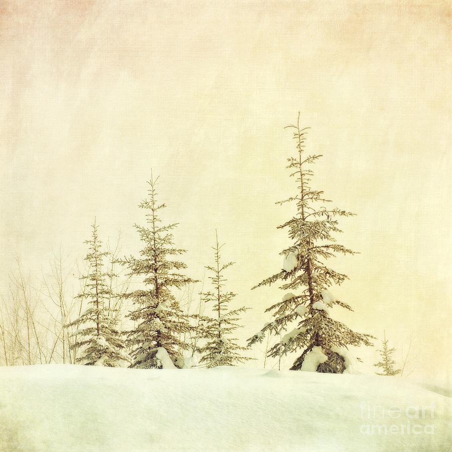 Tree Photograph - Winters mist by Priska Wettstein