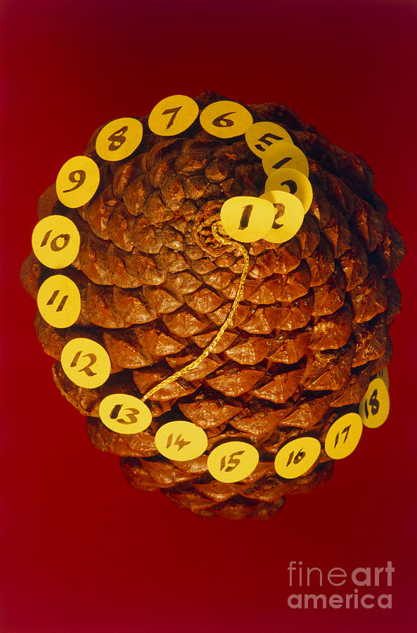 Fibonacci Numbers in a Pinecone Photograph by Adam Hart Davis SPL