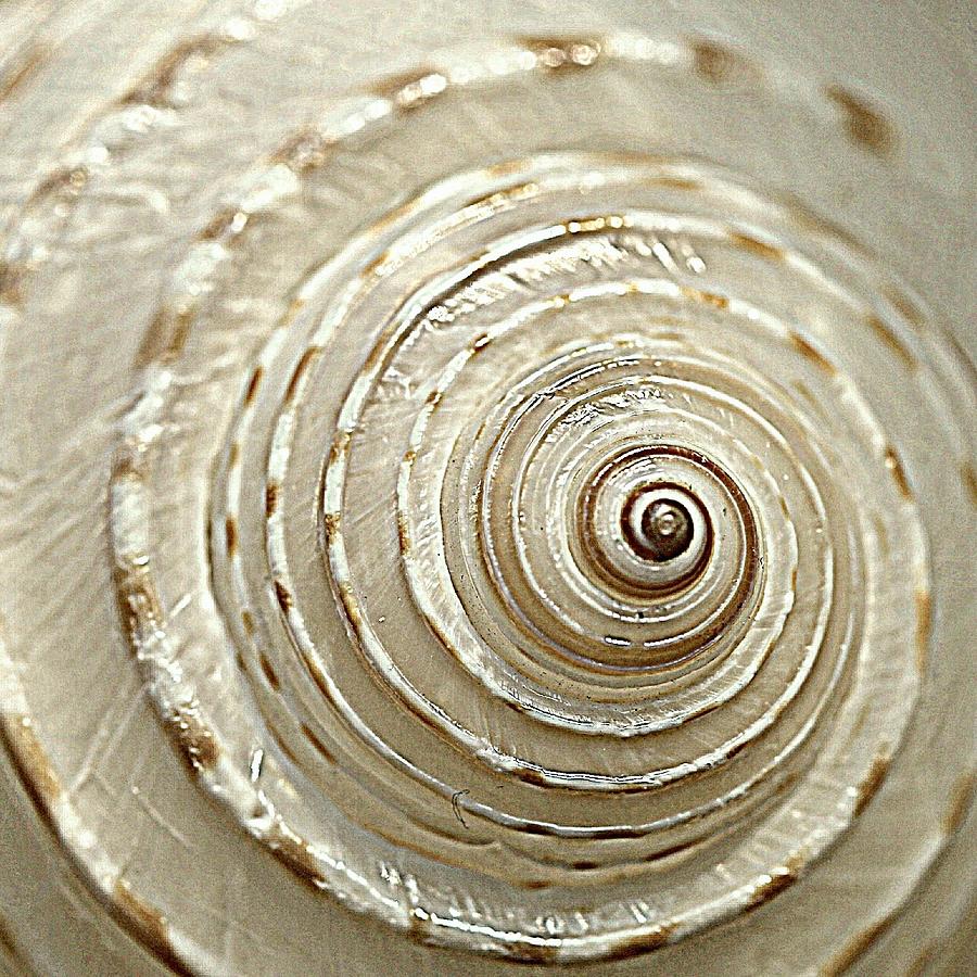 fibonacci sequence in seashells