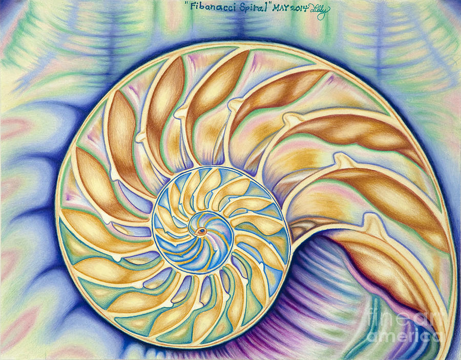 Fibonacci Spiral Drawing by Taryn Libby Pixels