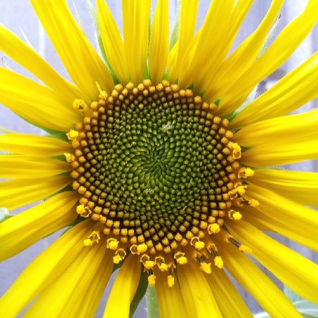 Fibonacci Sunflowers Photograph by Ben Reeson
