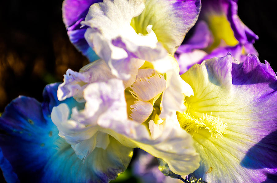 Fickle Iris  Photograph by Mary Hahn Ward