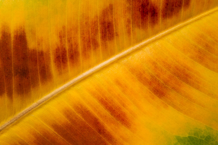 Fall Photograph - Ficus elastica leaf texture by Cristina-Velina Ion