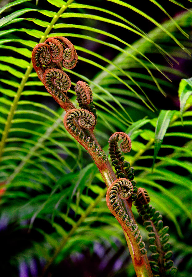 Fiddle Head Fern - A close up of a cluster of ferns Photograph by ...