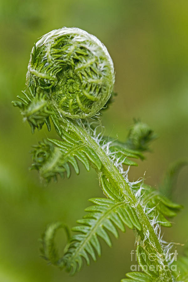 Fiddle Head Fern Photograph by Sonya Lang