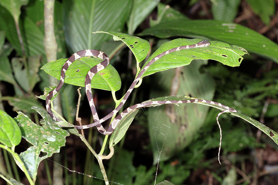 Fiddle-string Snake Photograph by Dr Morley Read