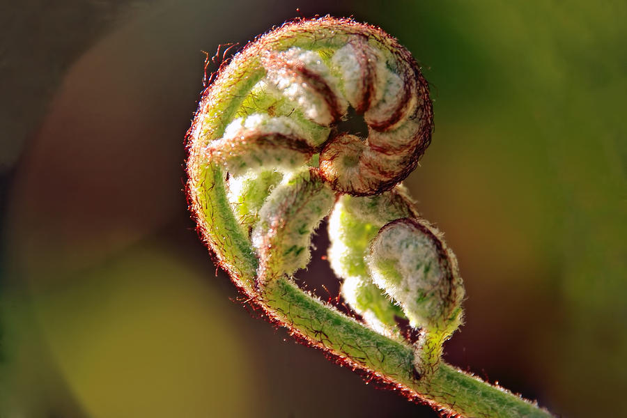 Fiddlehead Fern Photograph by Peggy Collins