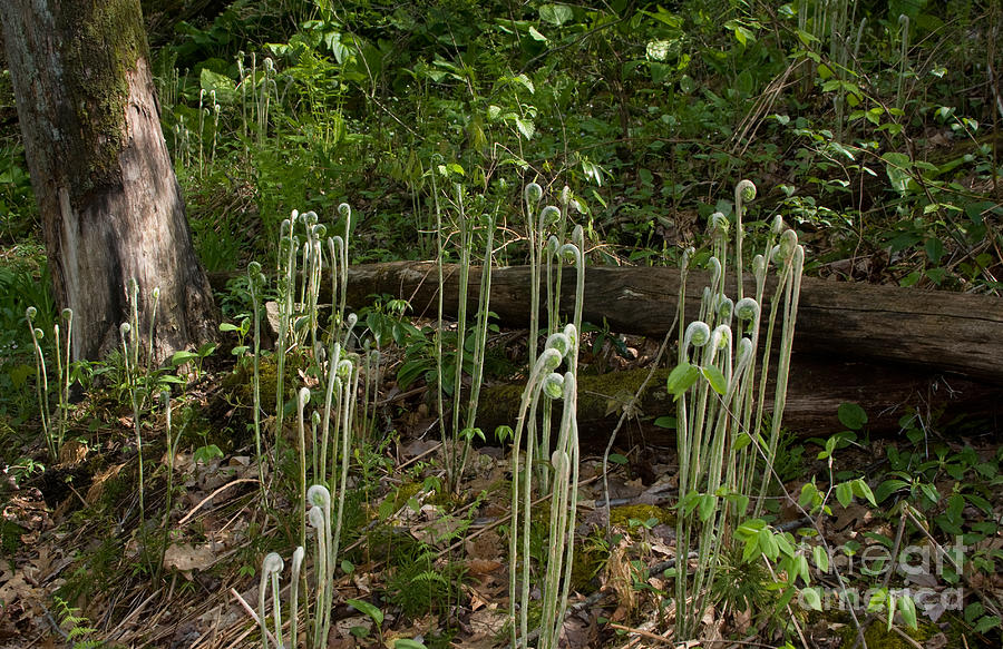 Fiddlehead Ferns 2 Photograph by Chris Scroggins