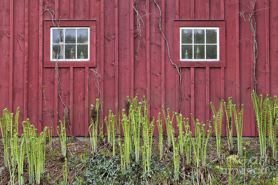 Fiddlehead Ferns Photograph by Alan L Graham