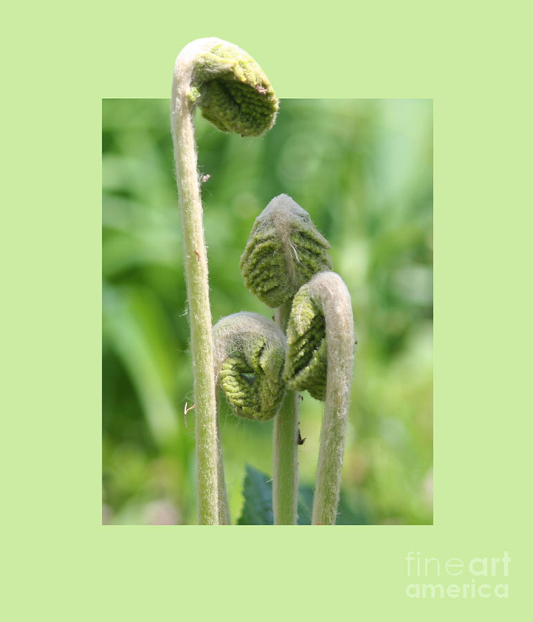 Fiddlehead Ferns In Spring Photograph by Smilin Eyes Treasures