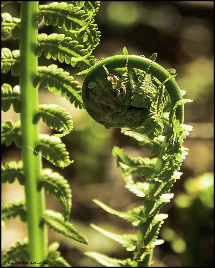 Landscape Photograph - Fiddlehead spider web by LeeAnn McLaneGoetz McLaneGoetzStudioLLCcom