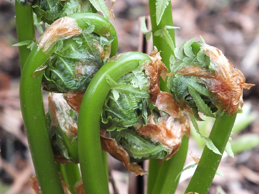 Spring Photograph - Fiddleheads In Spring by Gene Cyr