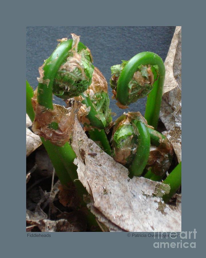Fiddleheads Photograph by Patricia Overmoyer