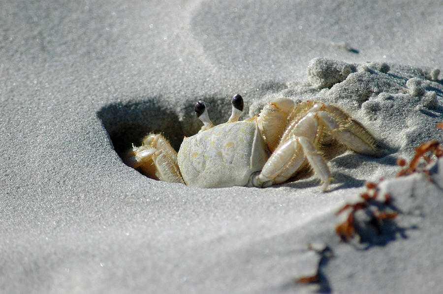 Fiddler Crab on Cumberland Island Photograph by Bruce Gourley