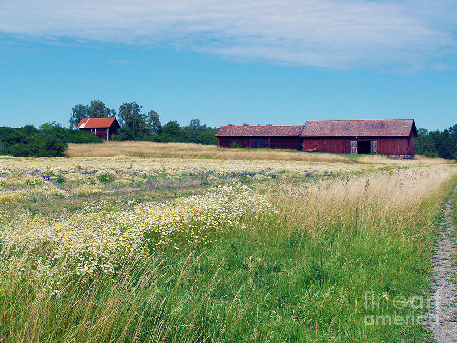 Field and Barns Photograph by Robin Pedrero