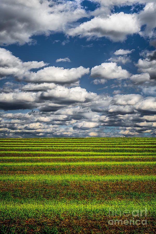 Field And Sky Photograph by Michael Arend