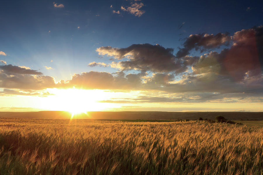 Field And Sunset by Hepatus