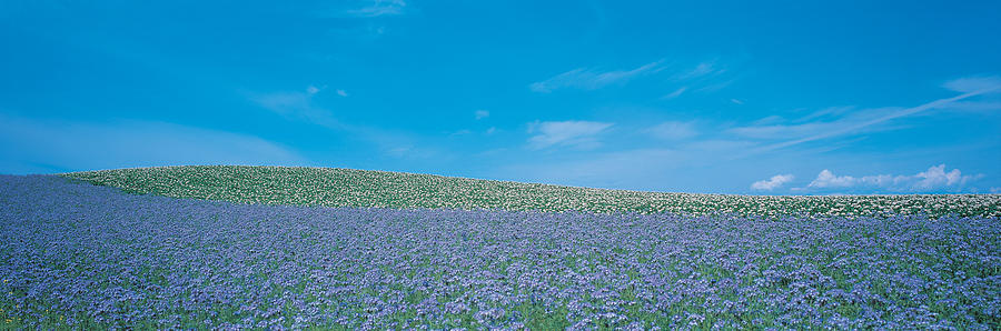 Flower Photograph - Field Biei-cho Hokkaido Japan by Panoramic Images