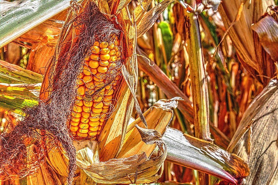 Field Corn Ready for Harvest Photograph by Roger Passman