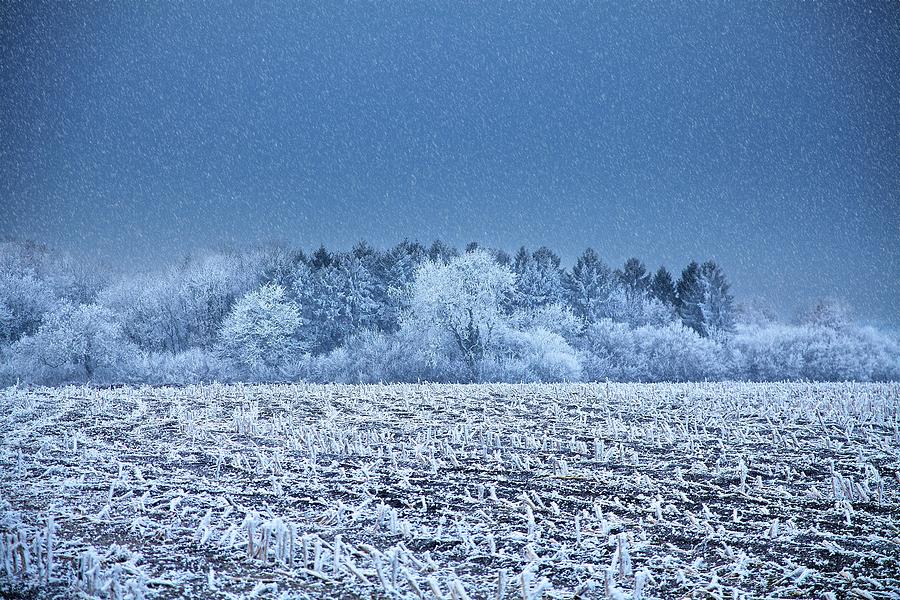 Field Covered In Hoar Frost Photograph by Samuel Ashfield/science Photo Library