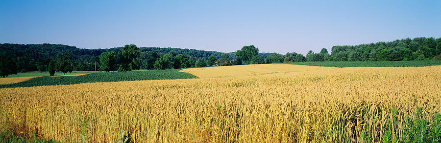 Field Crop, Maryland, Usa Photograph by Panoramic Images