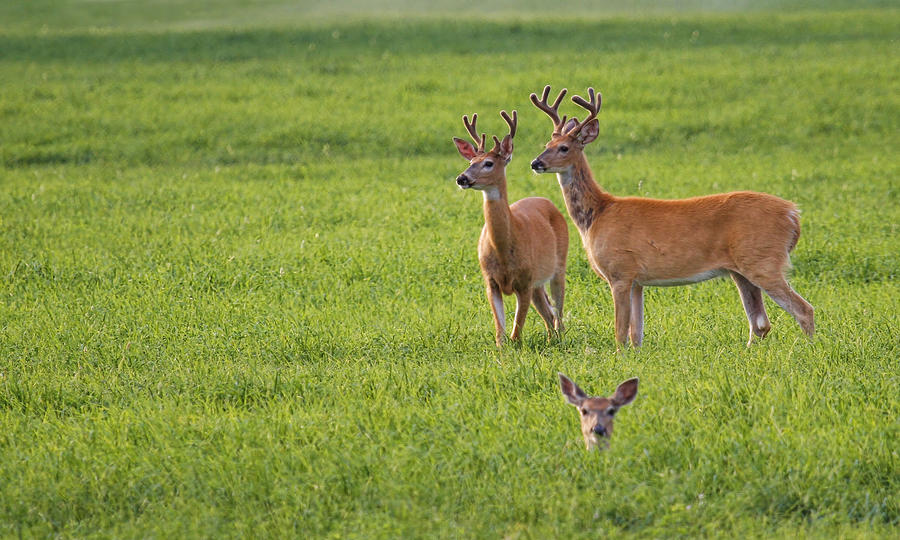 Field Deer Photograph by Steve McKinzie
