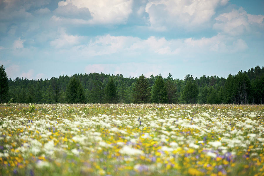 Field Flower In Siberia Photograph by Nutexzles
