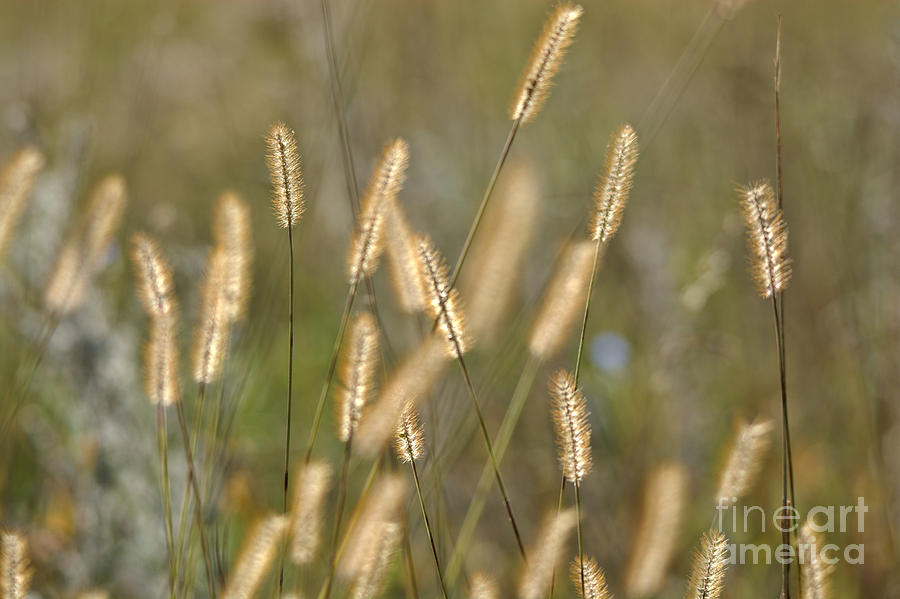 Field Grass Photograph by Cheryl Baxter