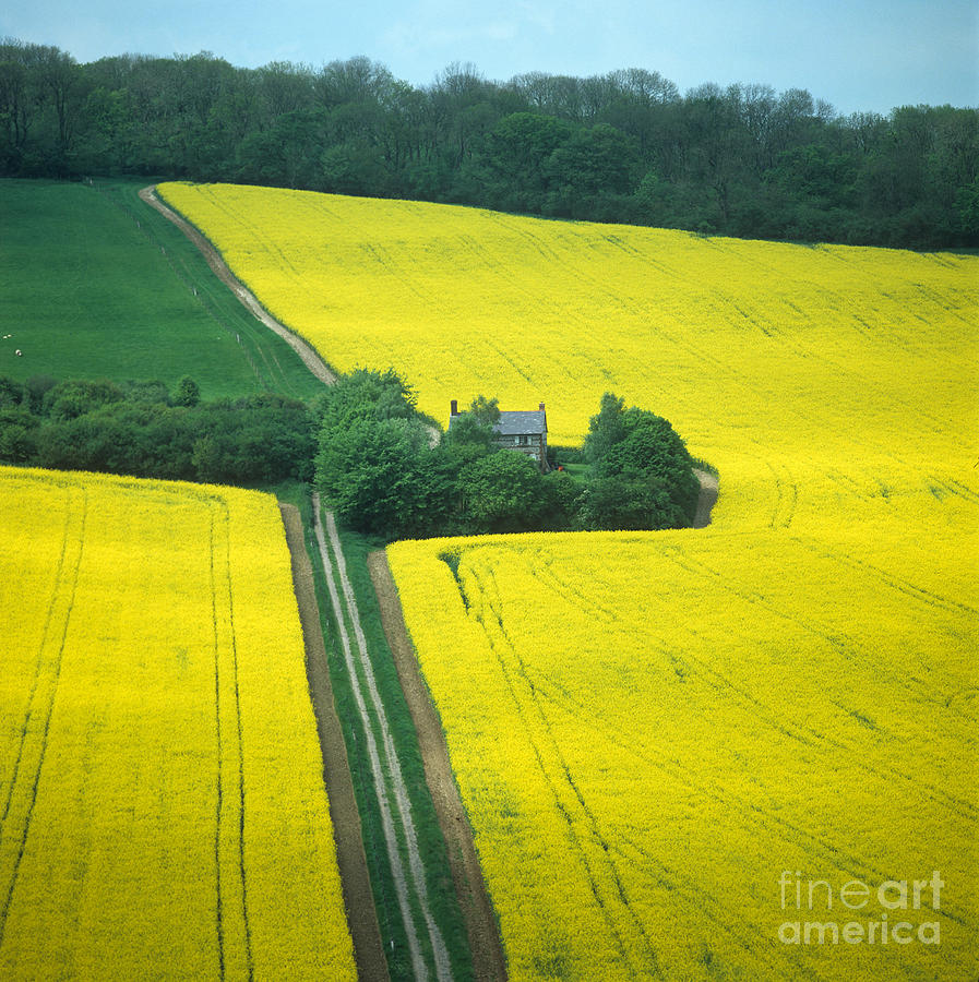 Field In May Photograph by Nigel Cattlin