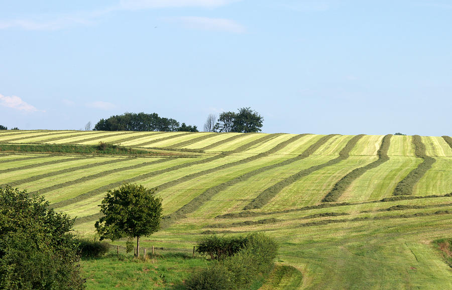Field In Summertime Photograph by Jolly Van der Velden