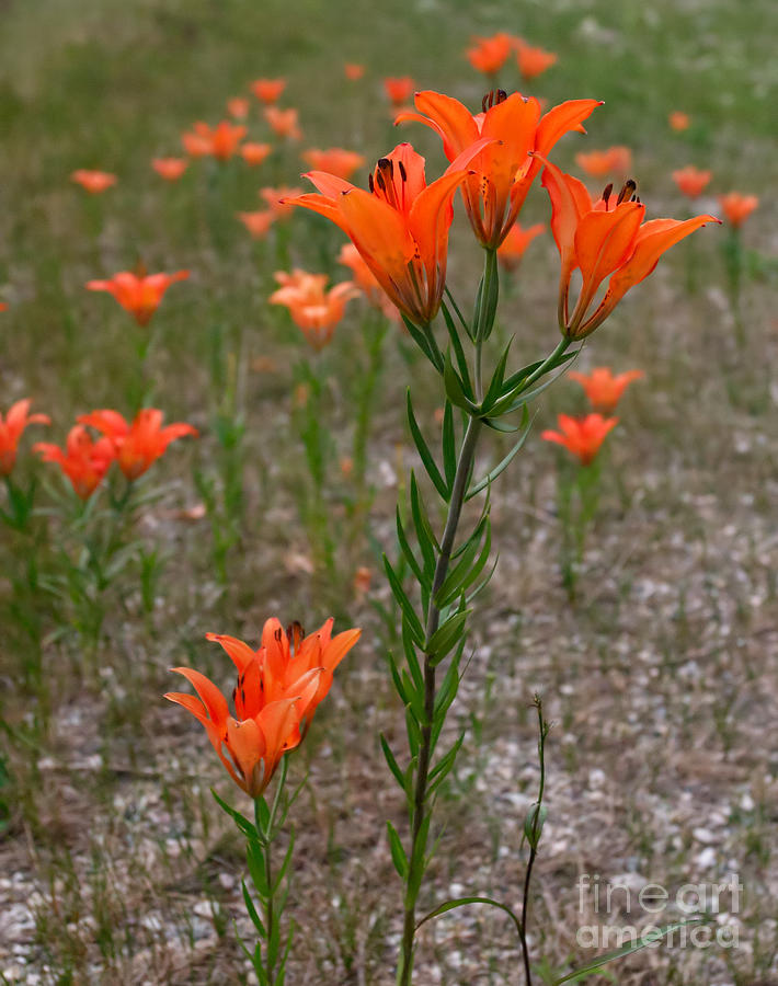 Mountain Photograph - Field Lillies by Charles Kozierok