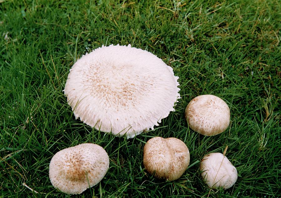 Mushroom Photograph - Field Mushrooms by David Paton/science Photo Library