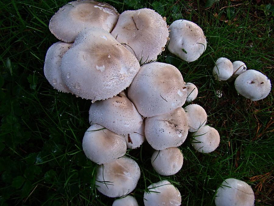 Field Mushrooms Photograph by Nick Kloepping