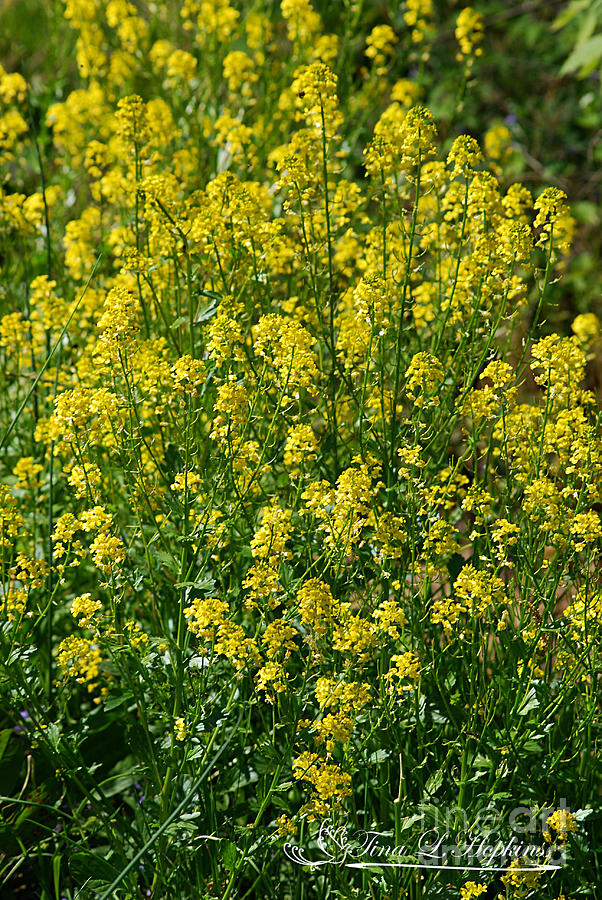 Field Mustard 20120429_265a Photograph by Tina Hopkins