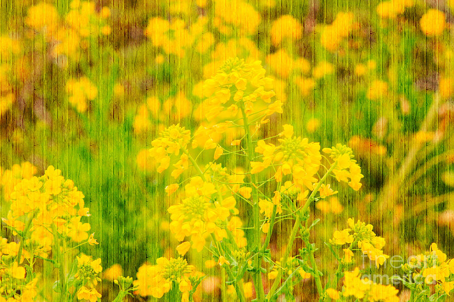 Field Mustard Flowers with Wooden Planks Overlay Photograph by Beverly Claire Kaiya