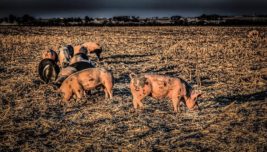Field Of Bacon Photograph by Ray Congrove