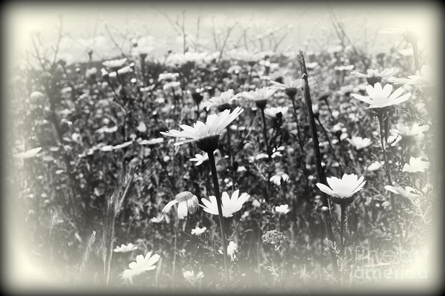 Field of Beauty Photograph by Clare Bevan