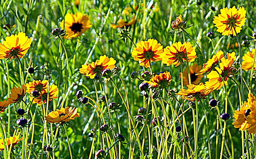 Field of Black Eyed Susan Photograph by Sheri McLeroy