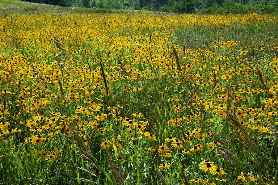 Field of Black Eyed Susans Photograph by Jim Vance