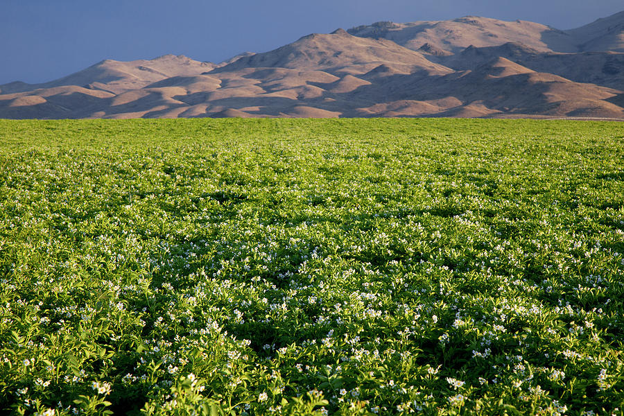 Field Of Blooming Potato Plants Photograph by Timothy Hearsum