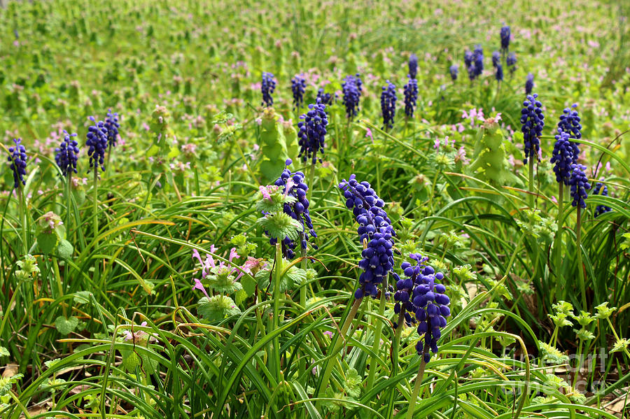Field of Blue Bells and Nightshade Photograph by Adam Long