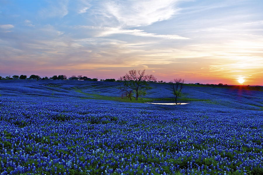 Field Of Blue Photograph by John Babis