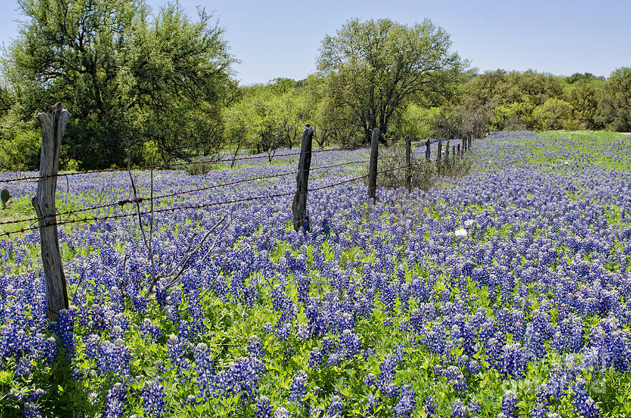 Field of Bluebonnets Photograph by Cathy Alba