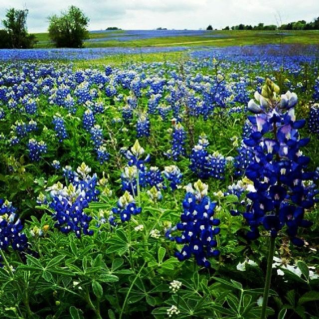 Flower Photograph - Field Of #bluebonnets In #texas by John Wagner