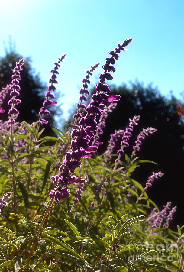 Field of Bog Sage Photograph by Eva Thomas | Fine Art America