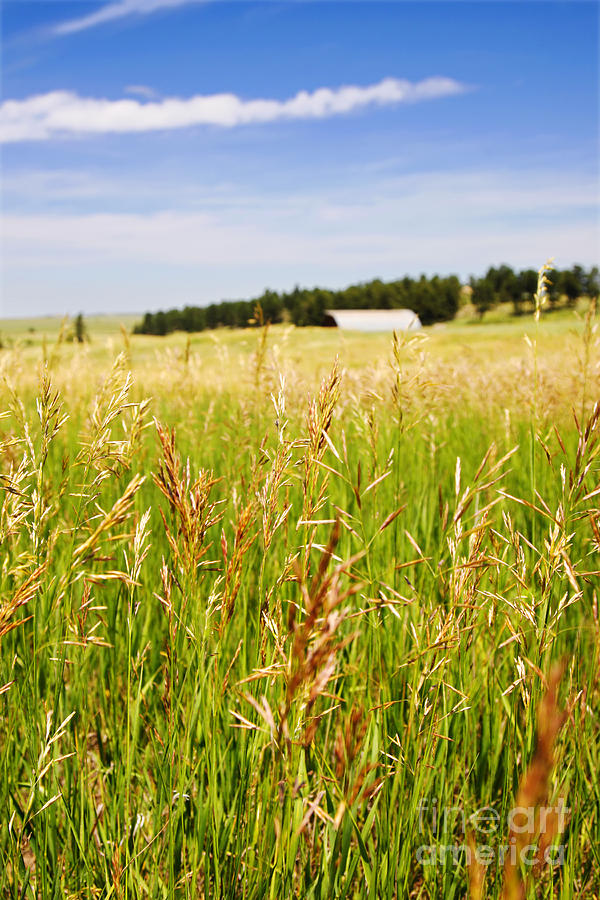Field of Brome Grass with Barn Photograph by Lincoln Rogers